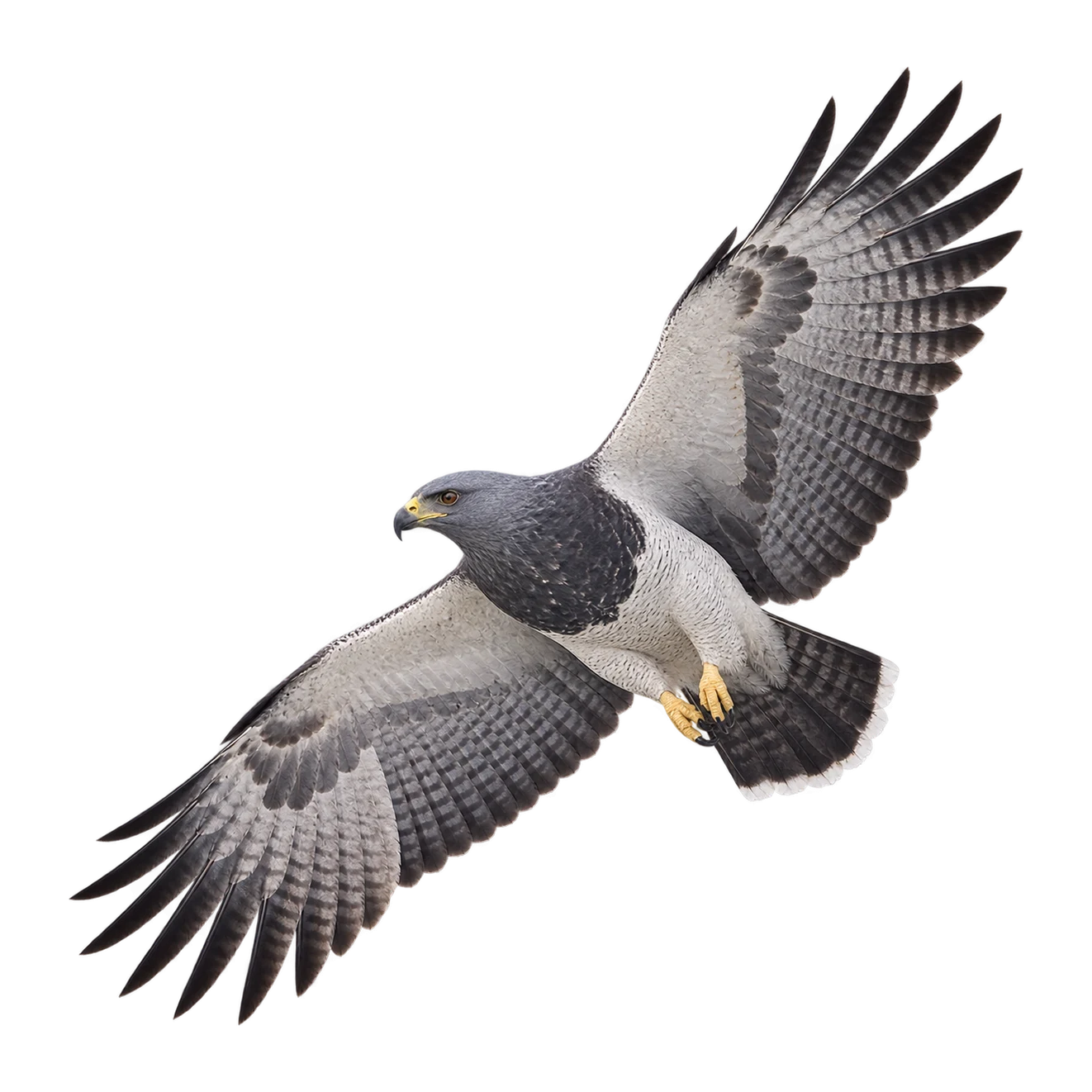 Aguja – Adult