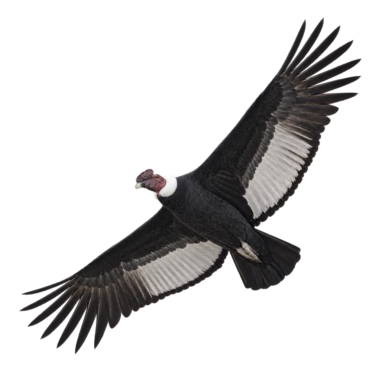 Andean Condor – Male