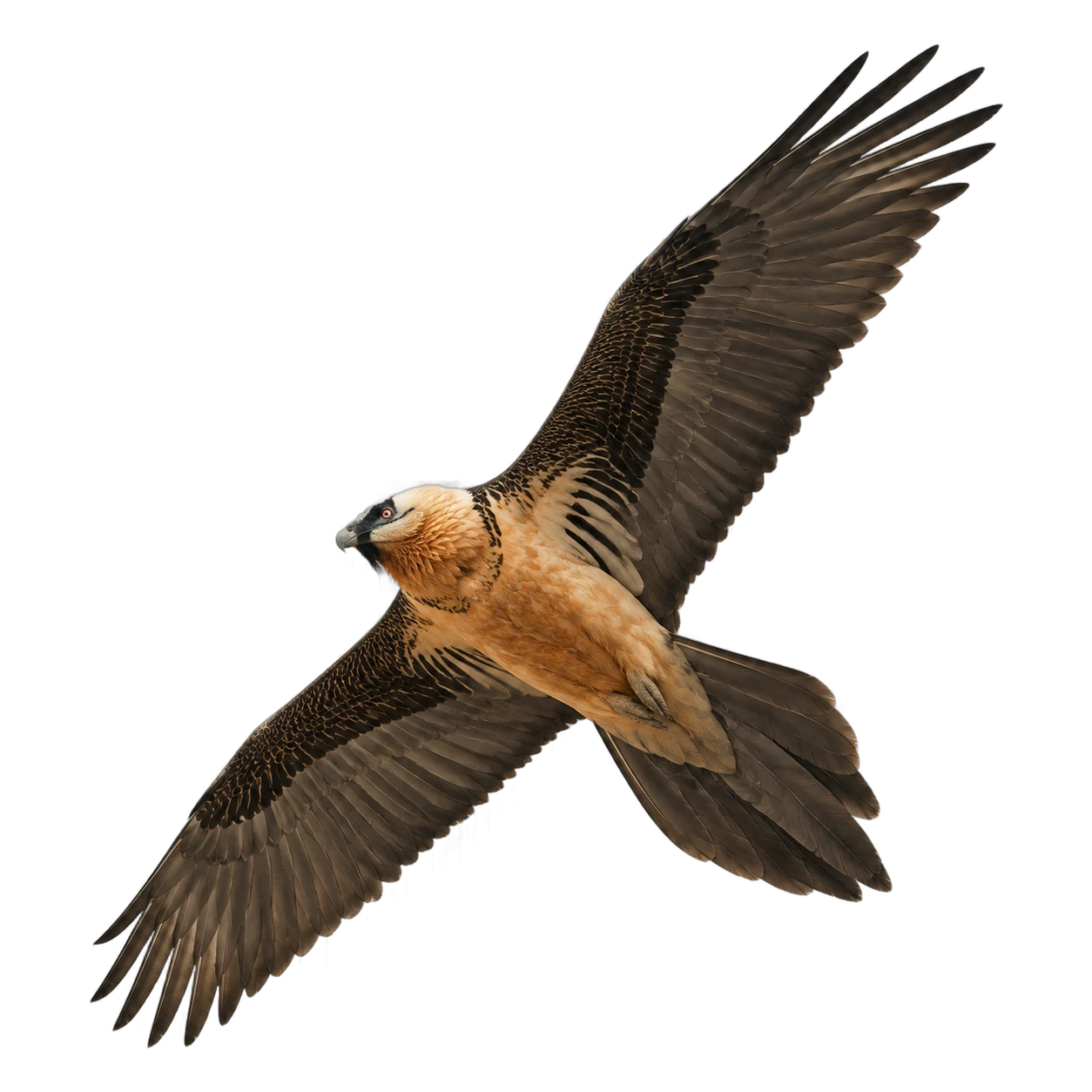 Bearded Vulture – Adult, Plumage colouring Rusty orange
