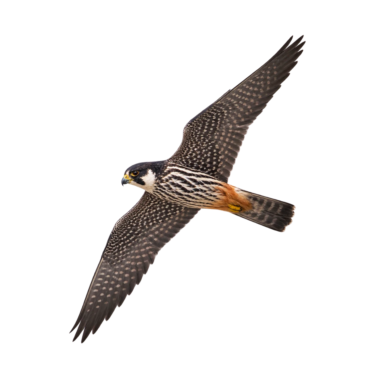 Eurasian Hobby – Adult