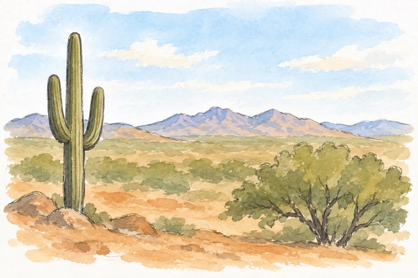 Semi-open desert scrub with mesquite trees and saguaro cacti in south-western North America