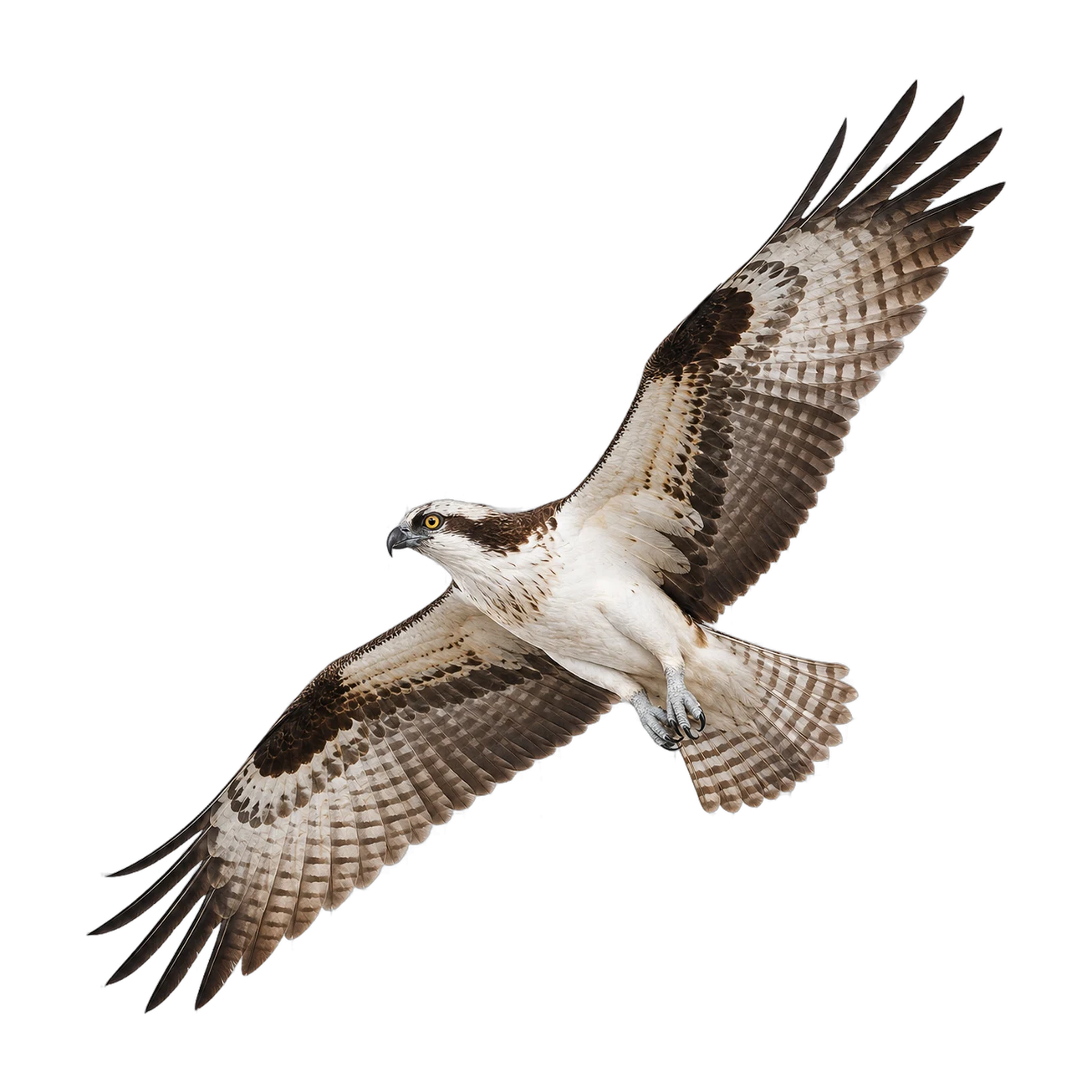Osprey – Male