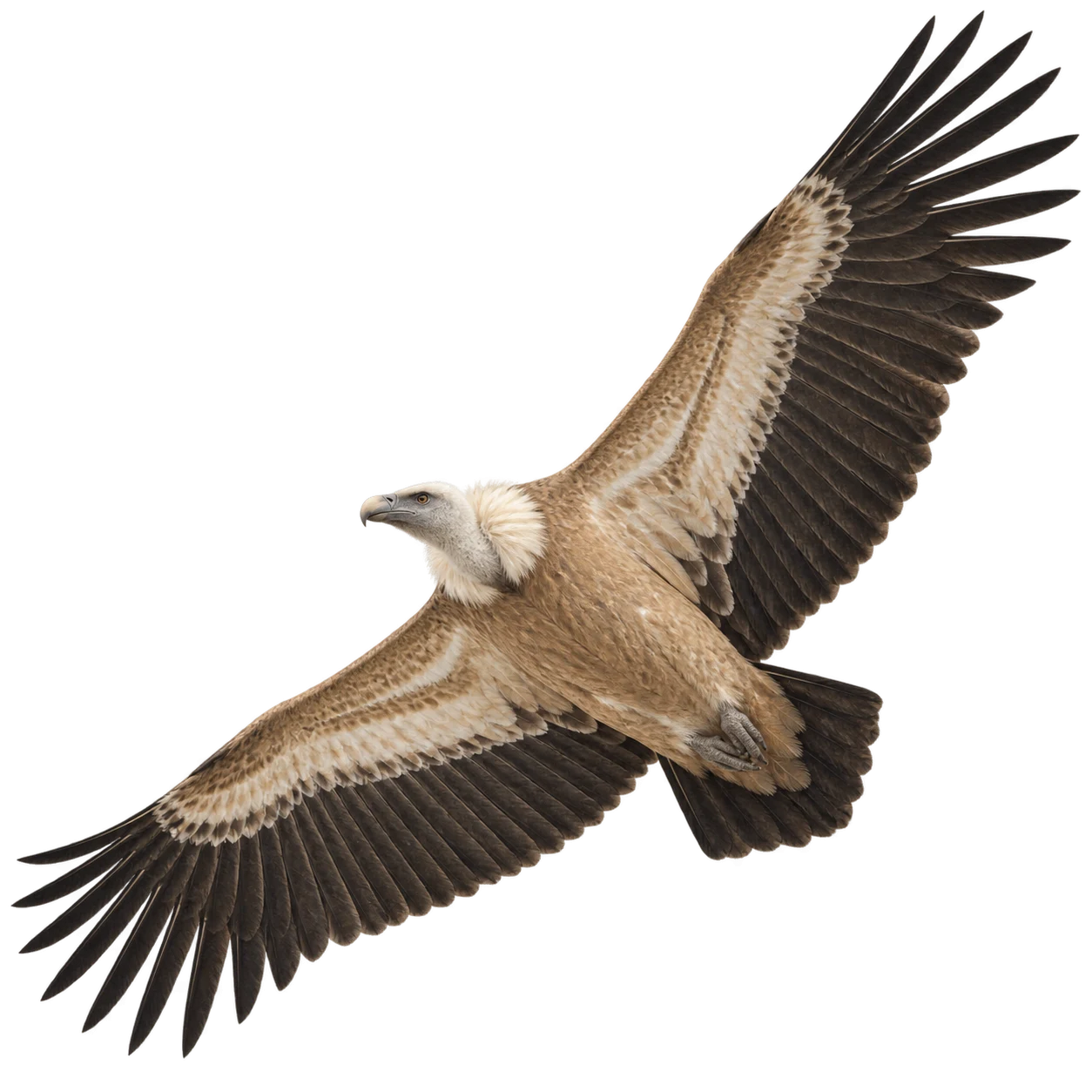 Griffon Vulture – Adult