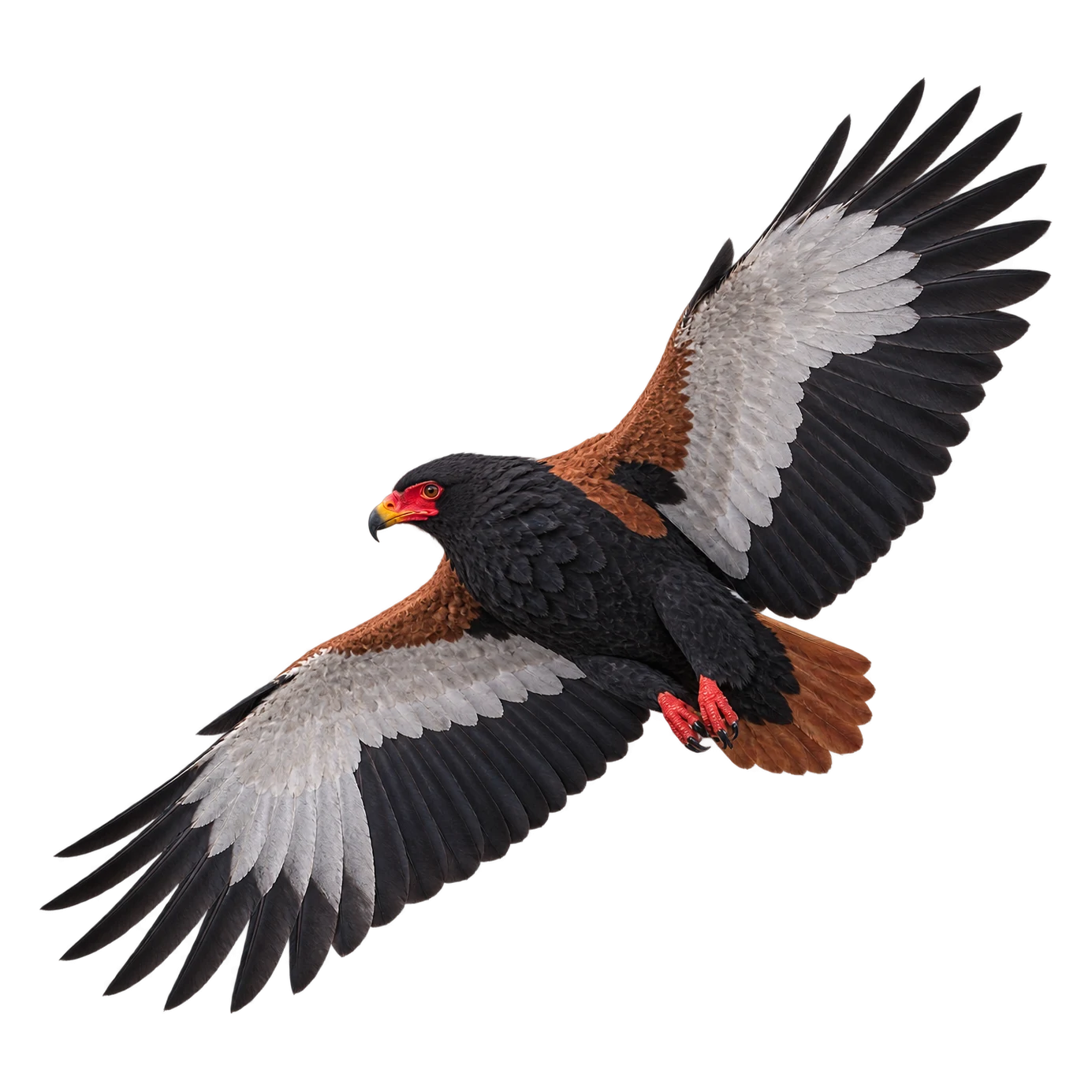 Bateleur – Male, Back colour Chestnut