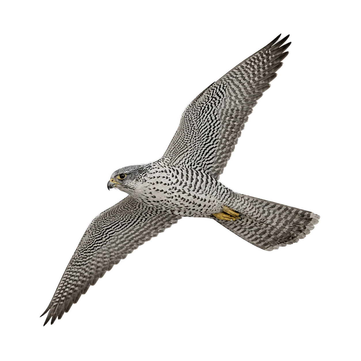 Gyrfalcon – Adult, Morph Grey