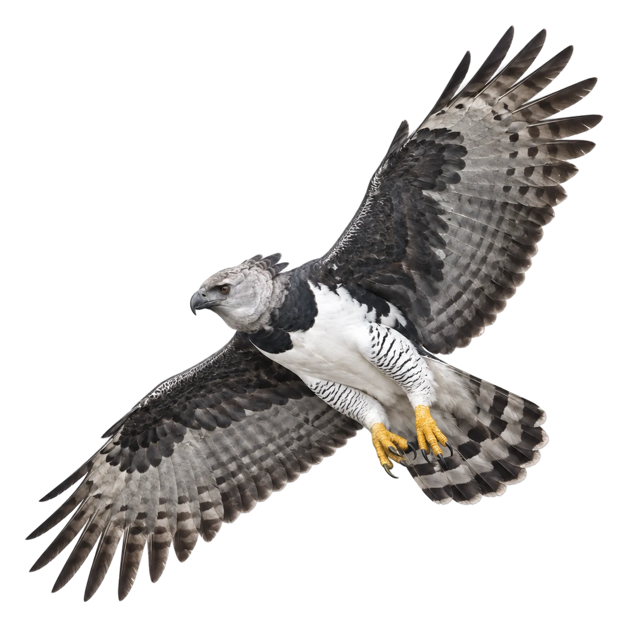 Harpy Eagle – Adult