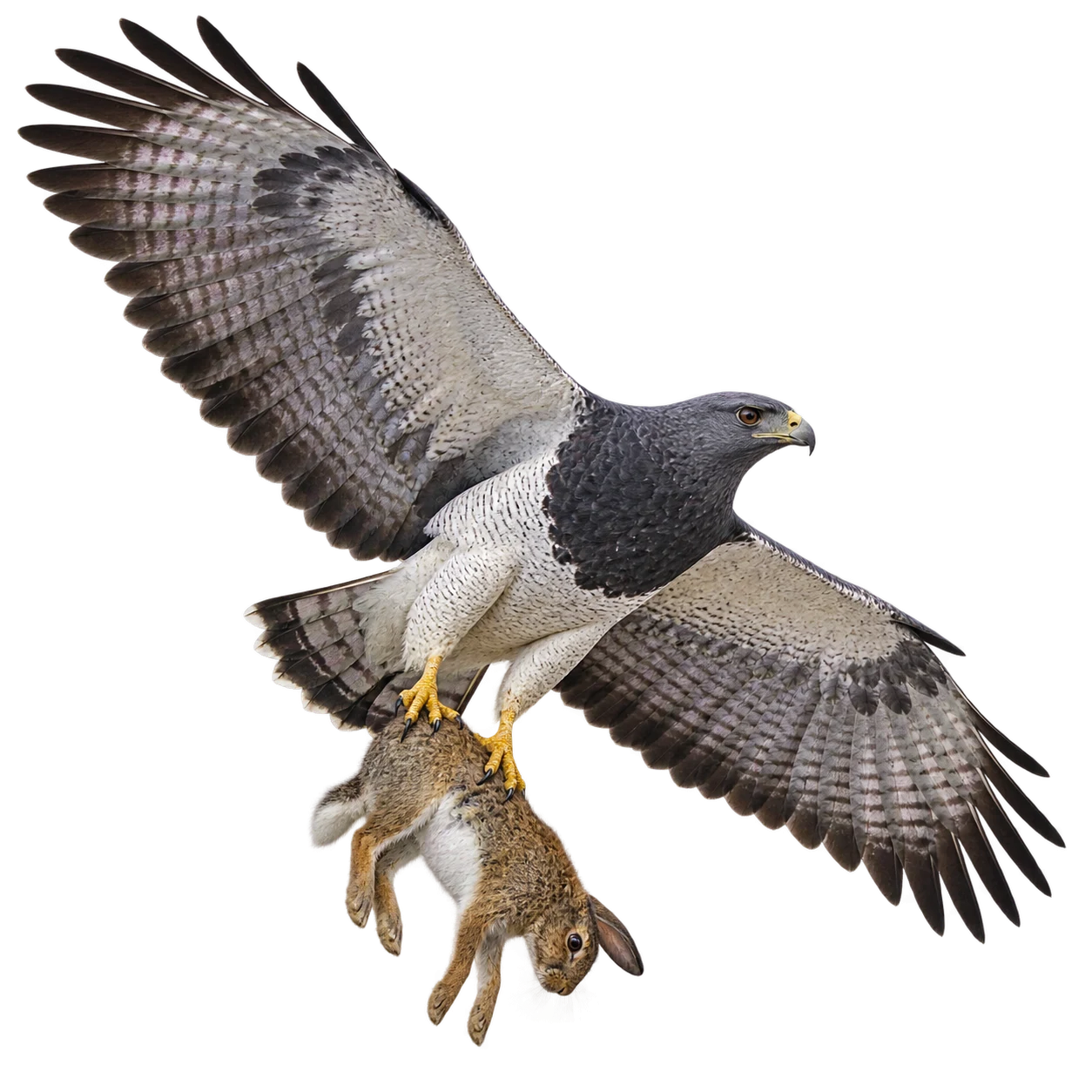 Aguja: Search flight · Scavenging