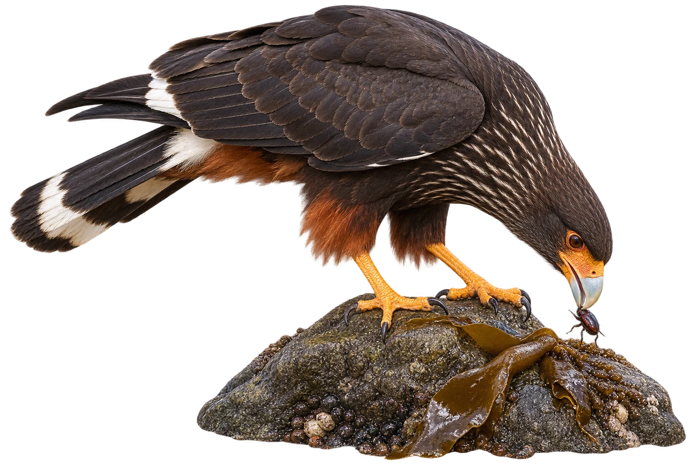 Striated Caracara: Hunting on foot · Scavenging