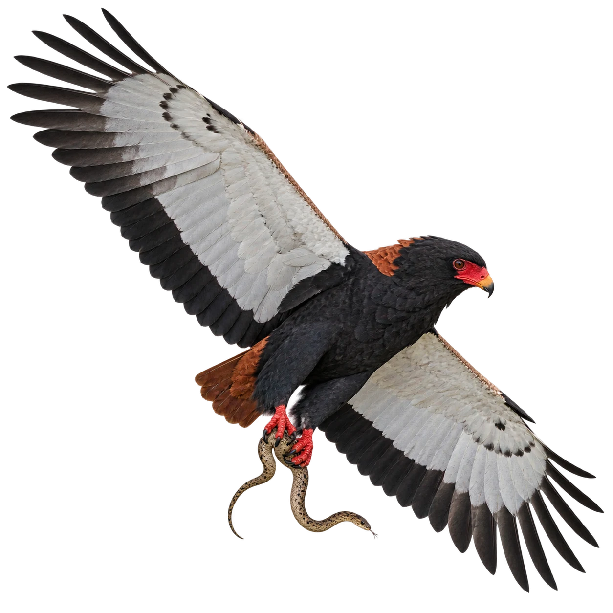 Bateleur: Search flight · Scavenging