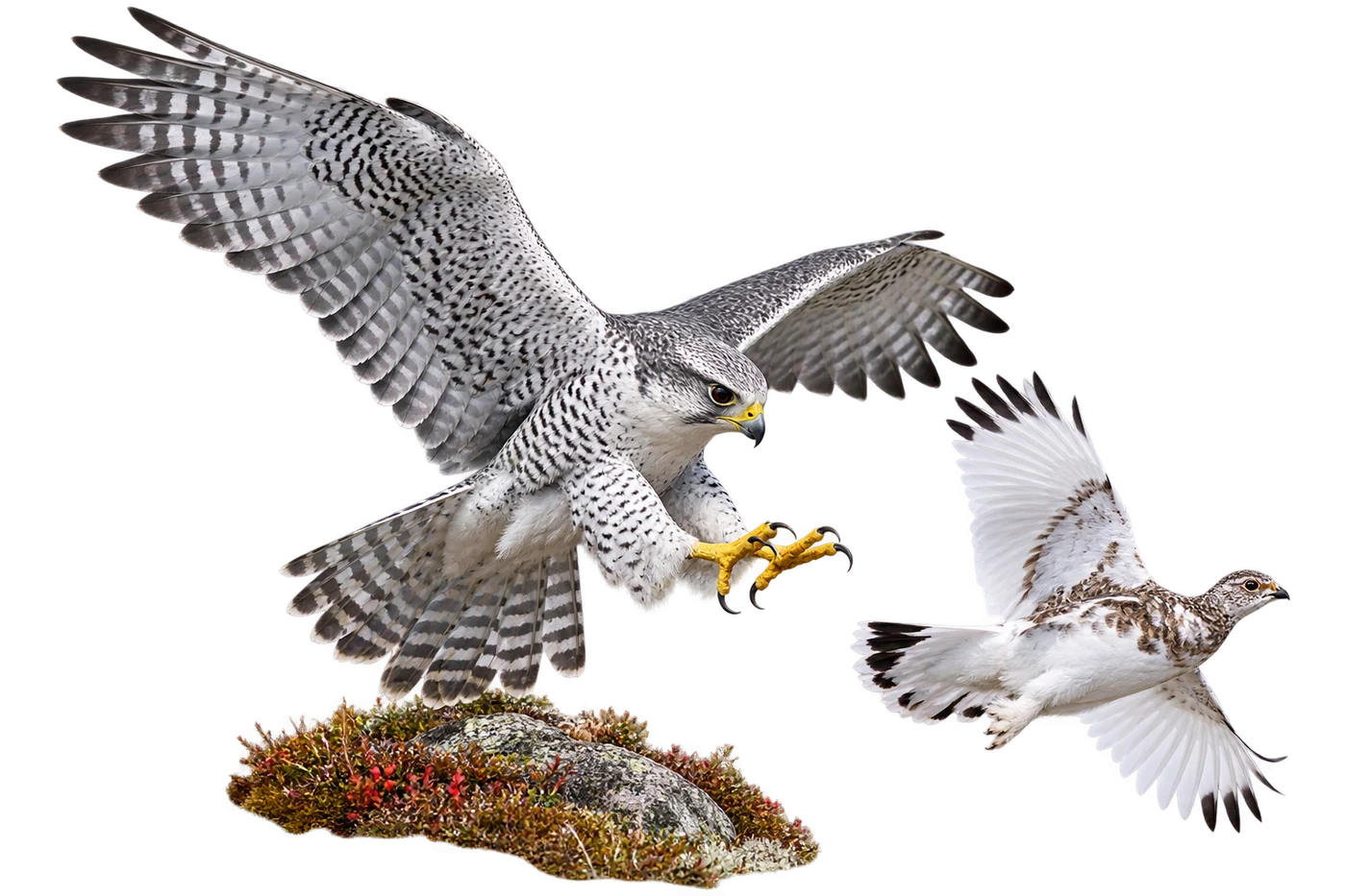 Gyrfalcon: Pursuit · Ambush hunting