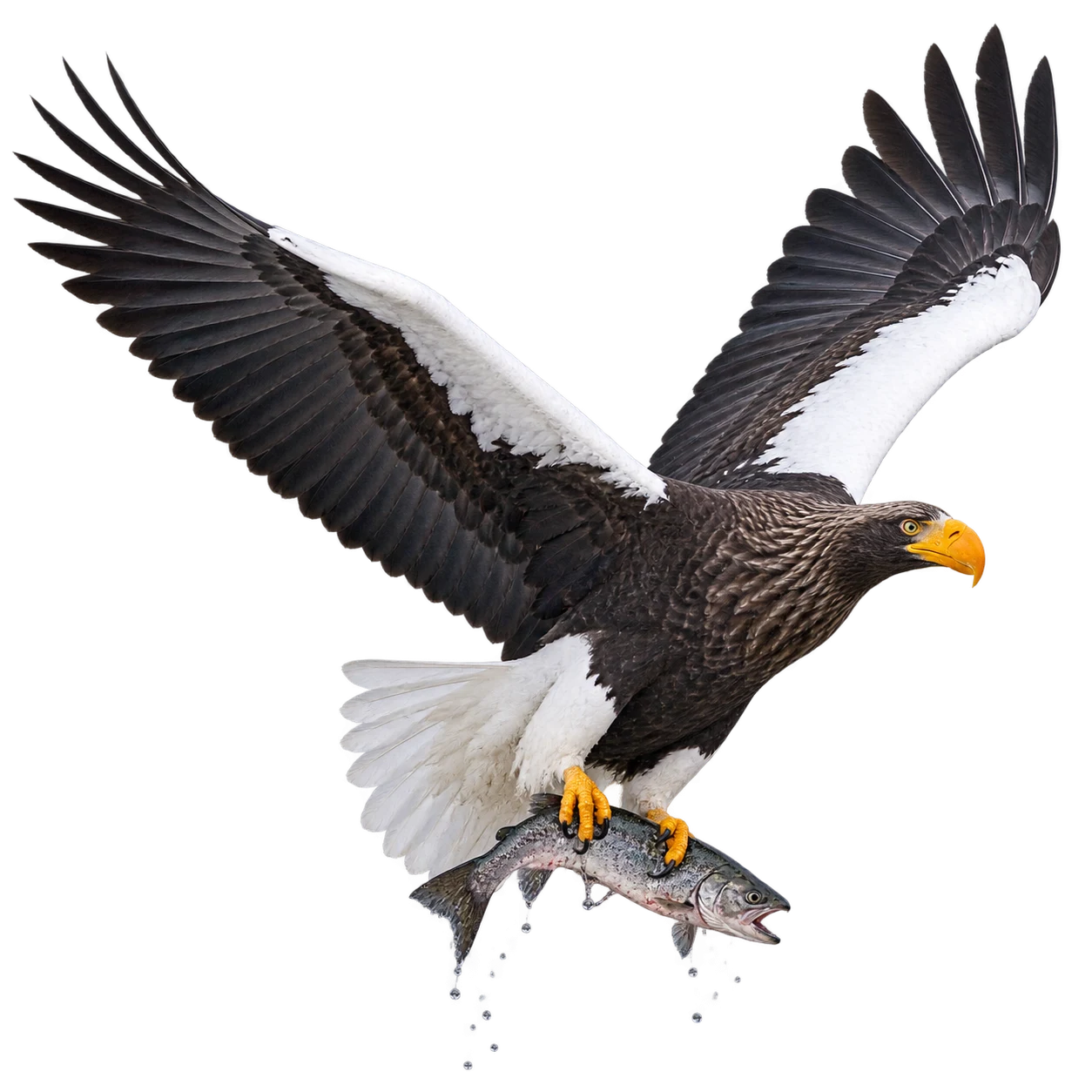 Steller's Sea Eagle: Fishing · Perch hunting · Search flight · Scavenging