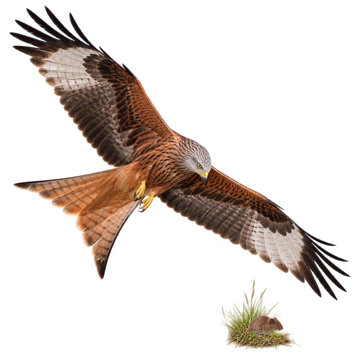 Red Kite: Search flight · Scavenging