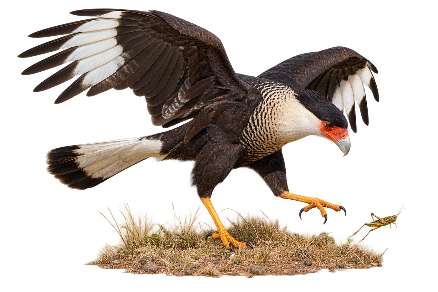 Crested Caracara: Hunting on foot · Scavenging