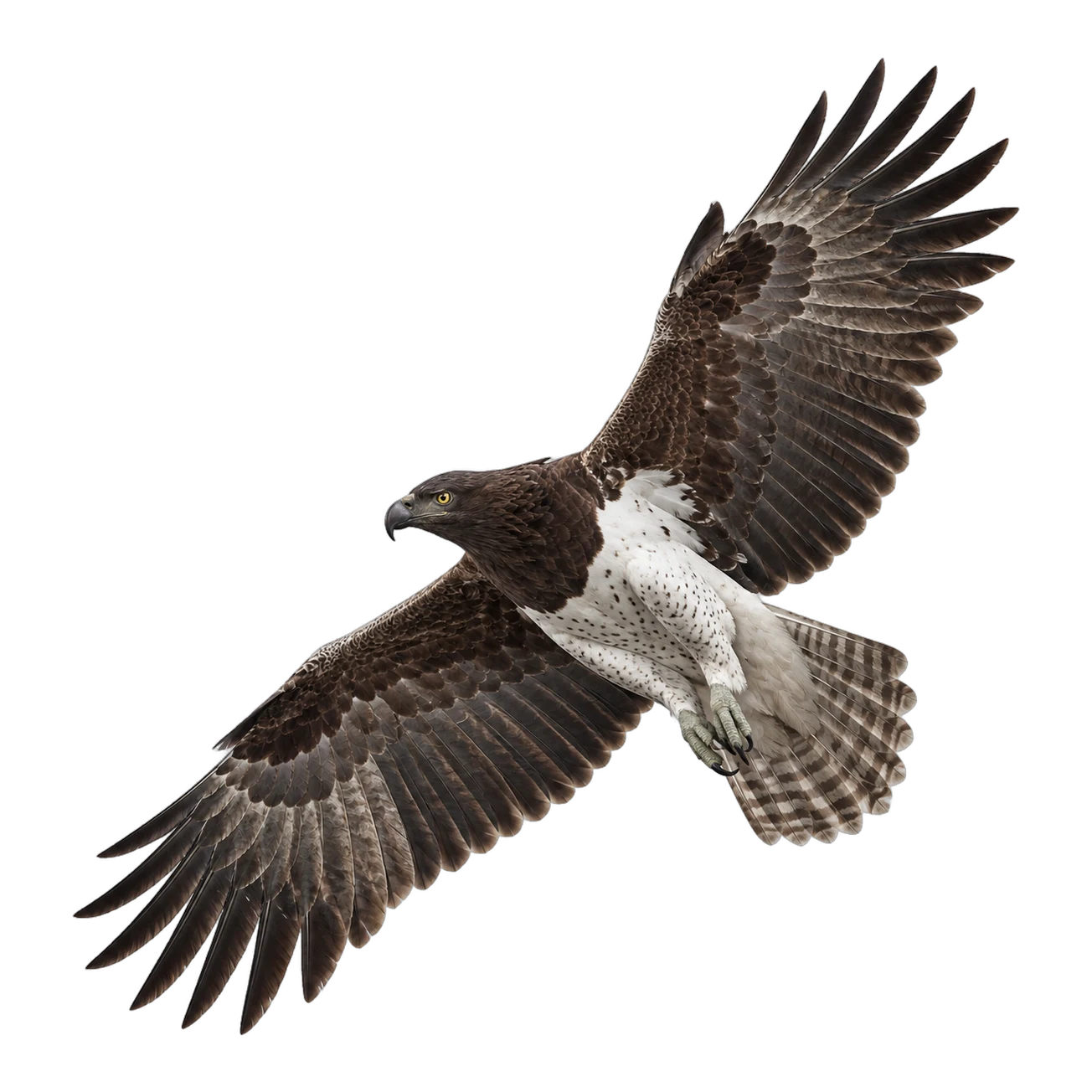 Martial Eagle – Adult