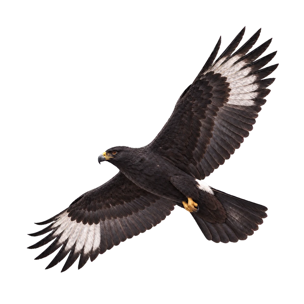 Verreaux's Eagle – Adult