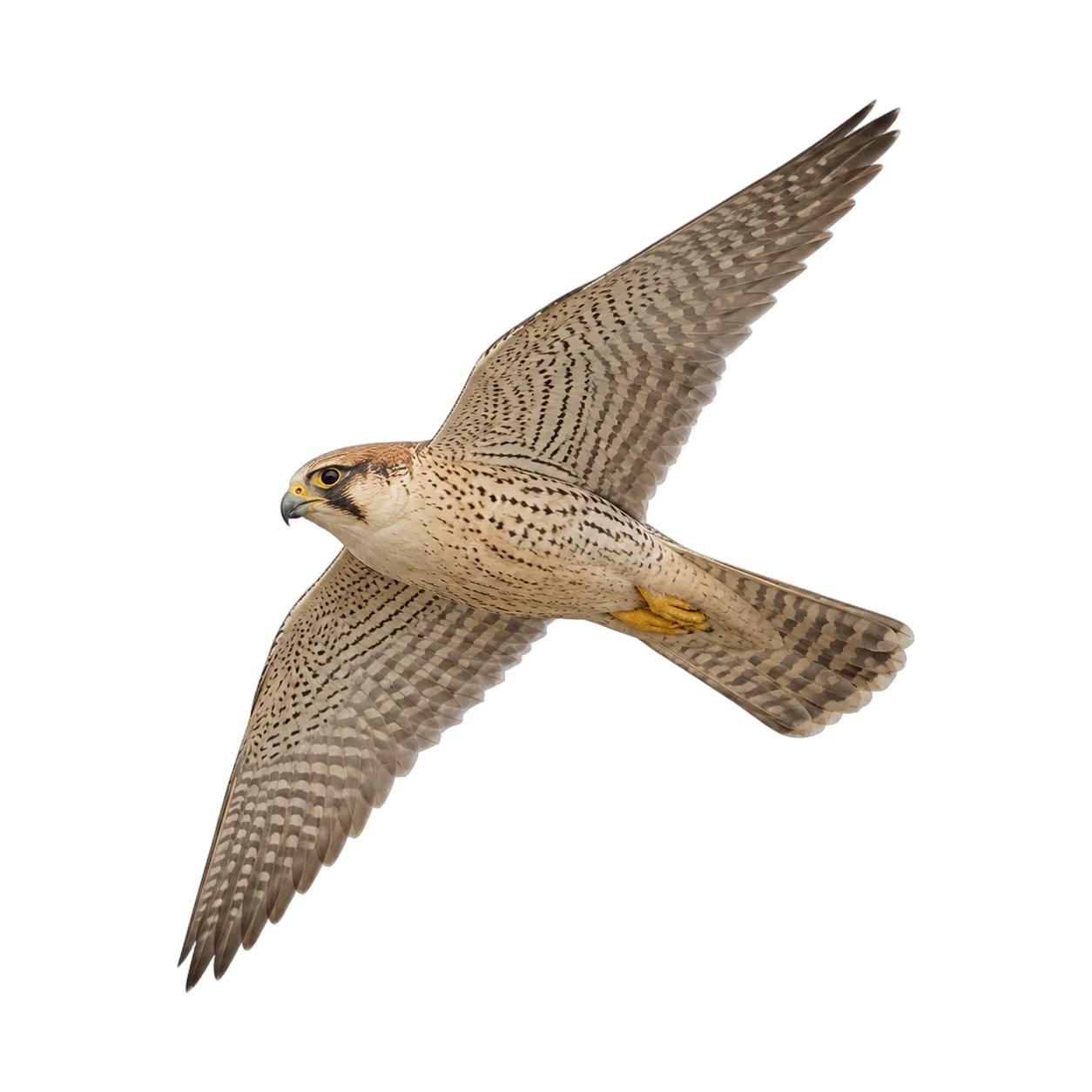 Lanner Falcon – Adult