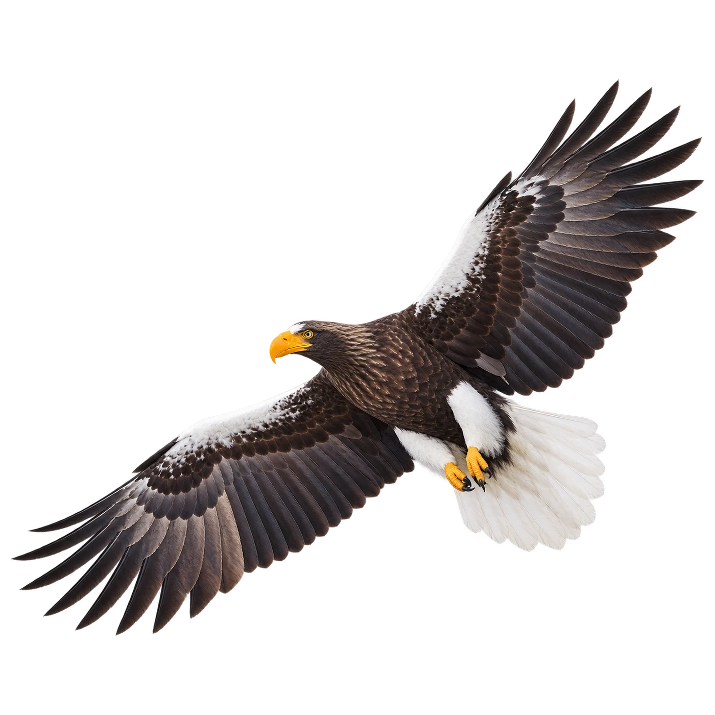 Steller's Sea Eagle – Adult