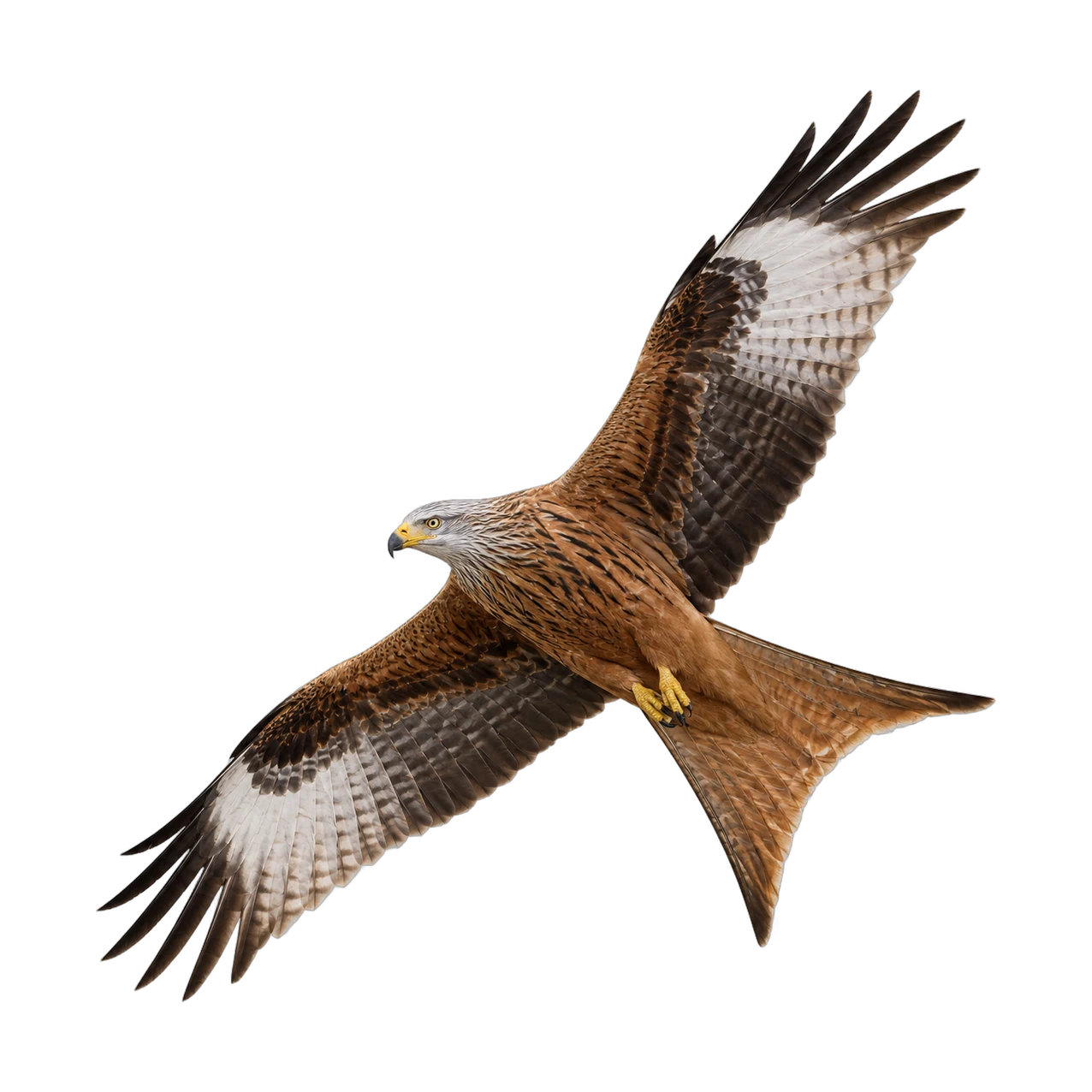 Red Kite – Adult