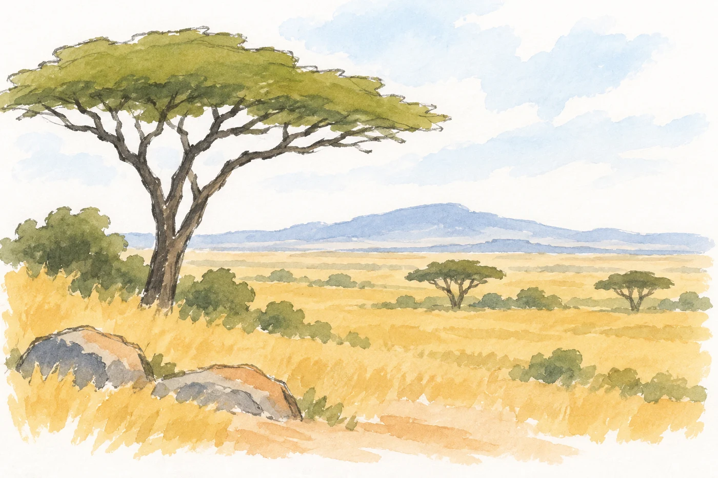 Open grassland with scattered acacias