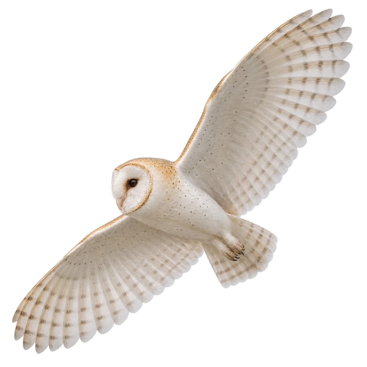 Western Barn Owl – Adult