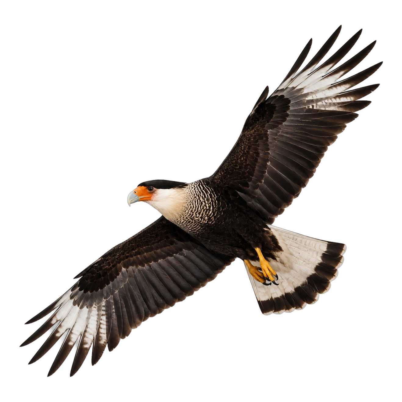Crested Caracara – Adult