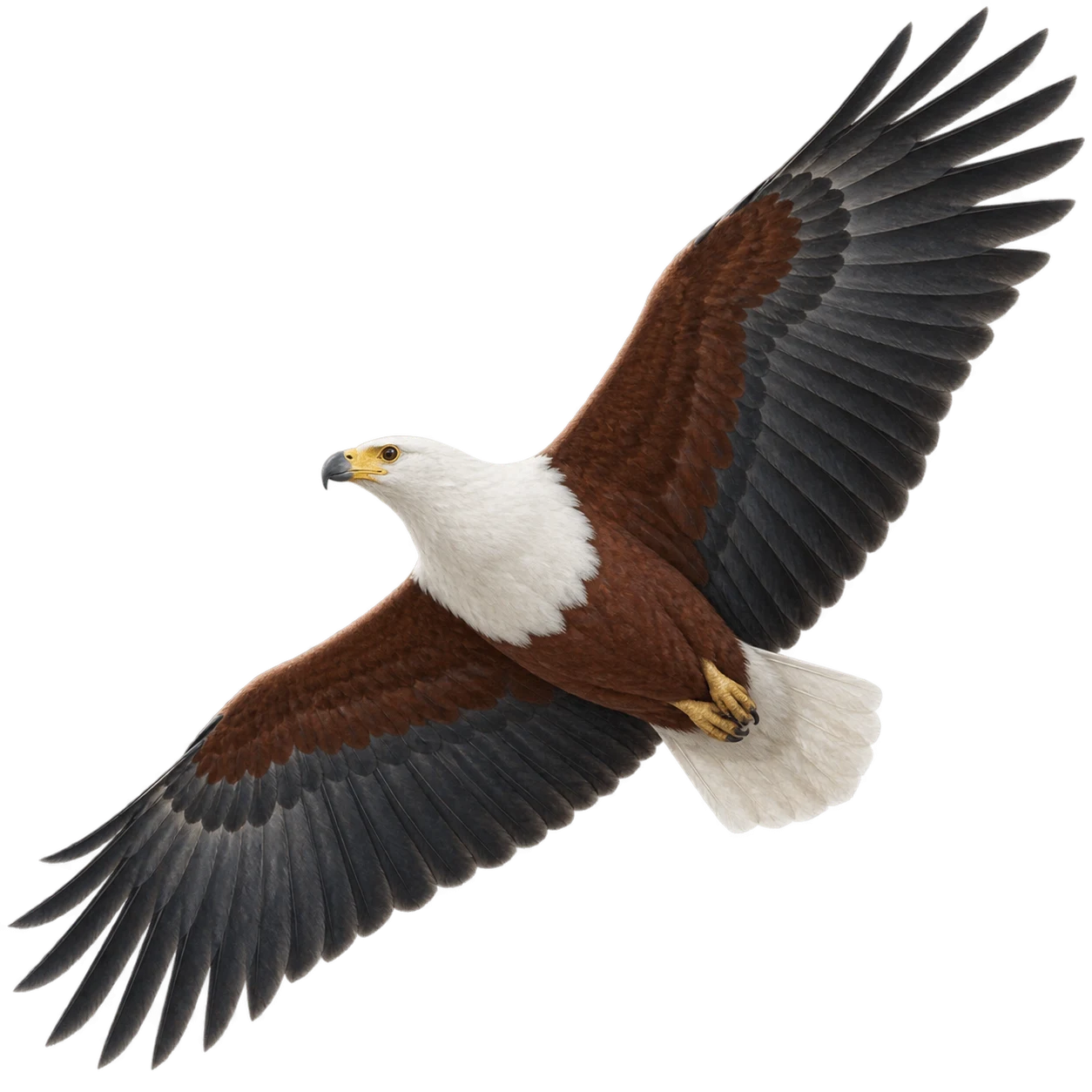 African Fish Eagle – Adult