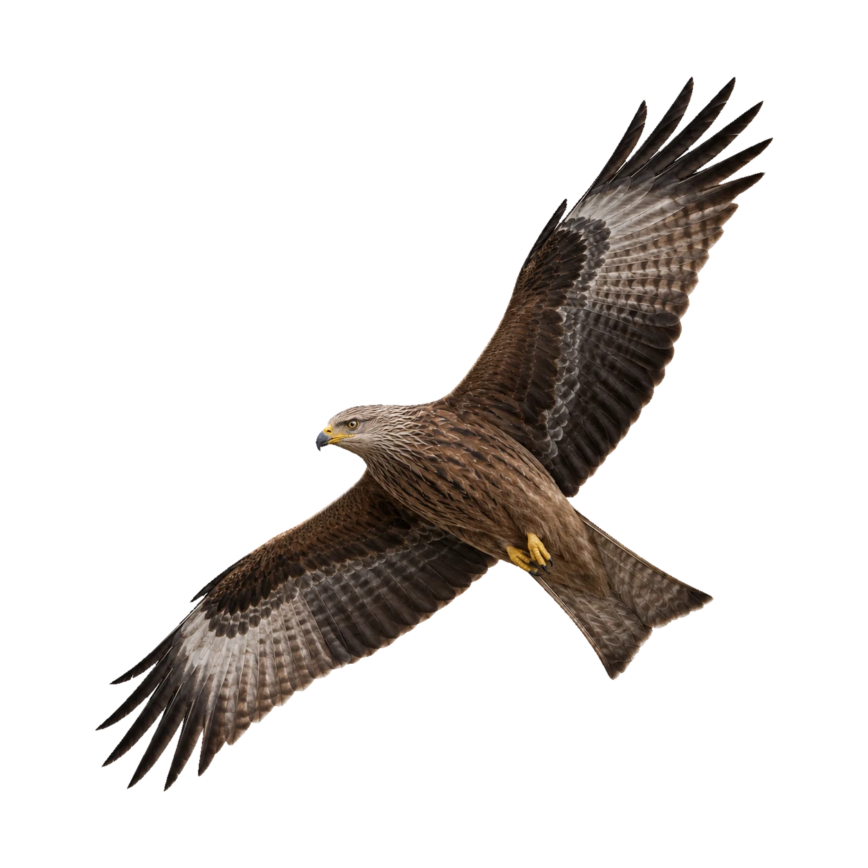 Black Kite – Adult