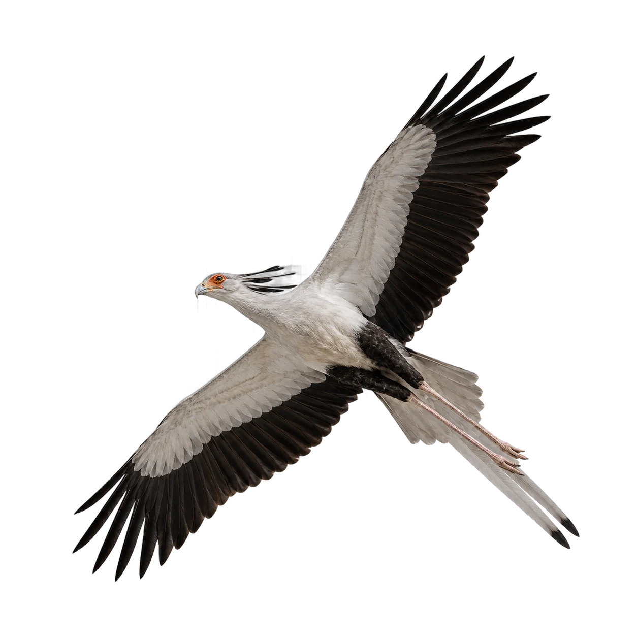 Secretarybird – Adult