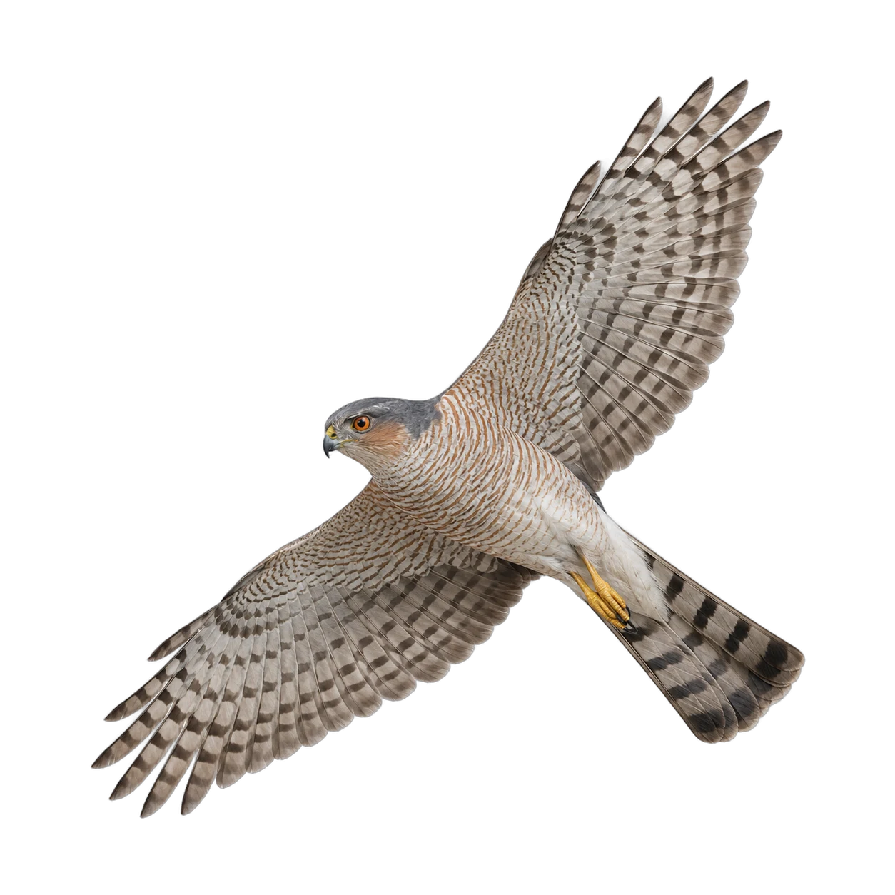 Eurasian Sparrowhawk – Male