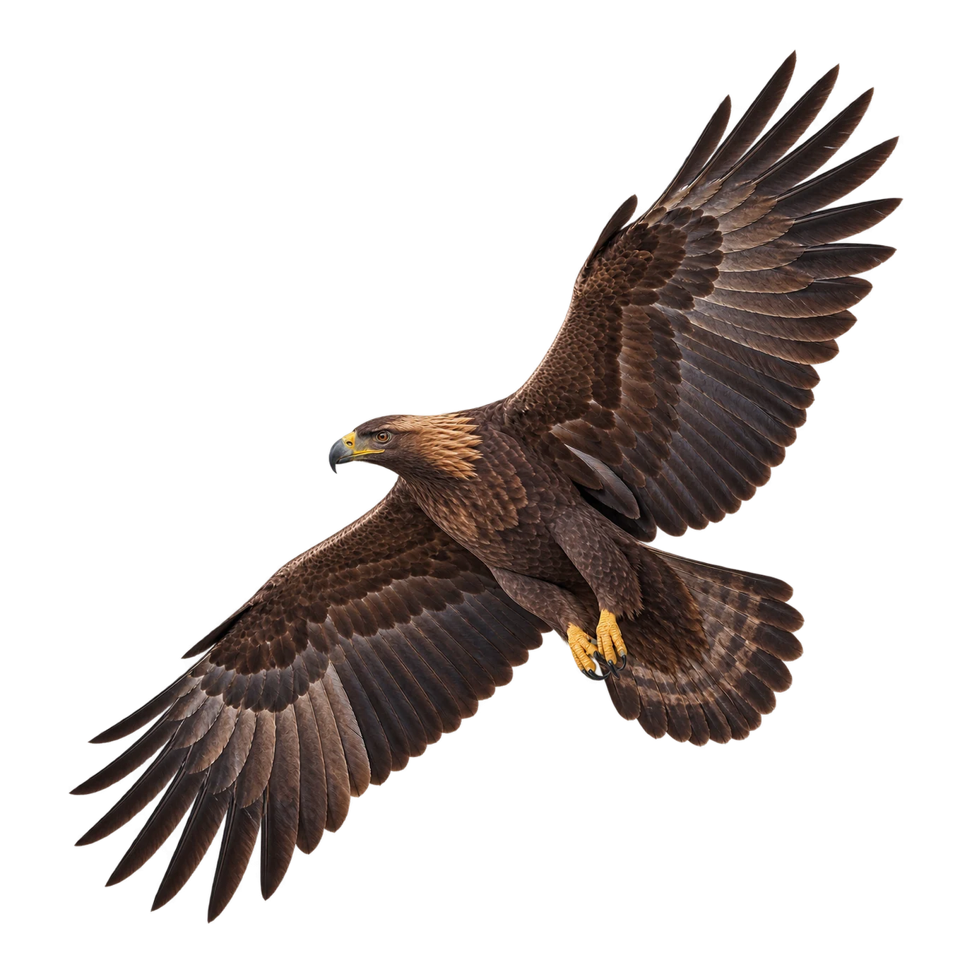 Golden Eagle – Adult