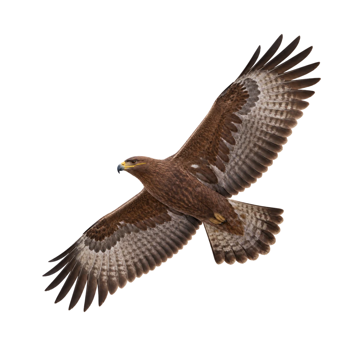 Steppe Eagle – Adult