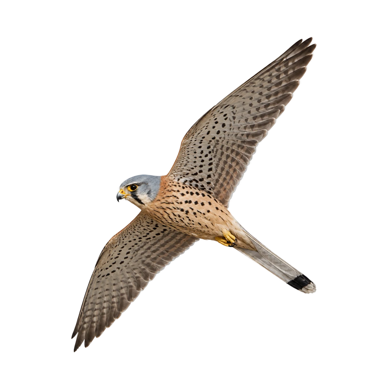 Common Kestrel – Male