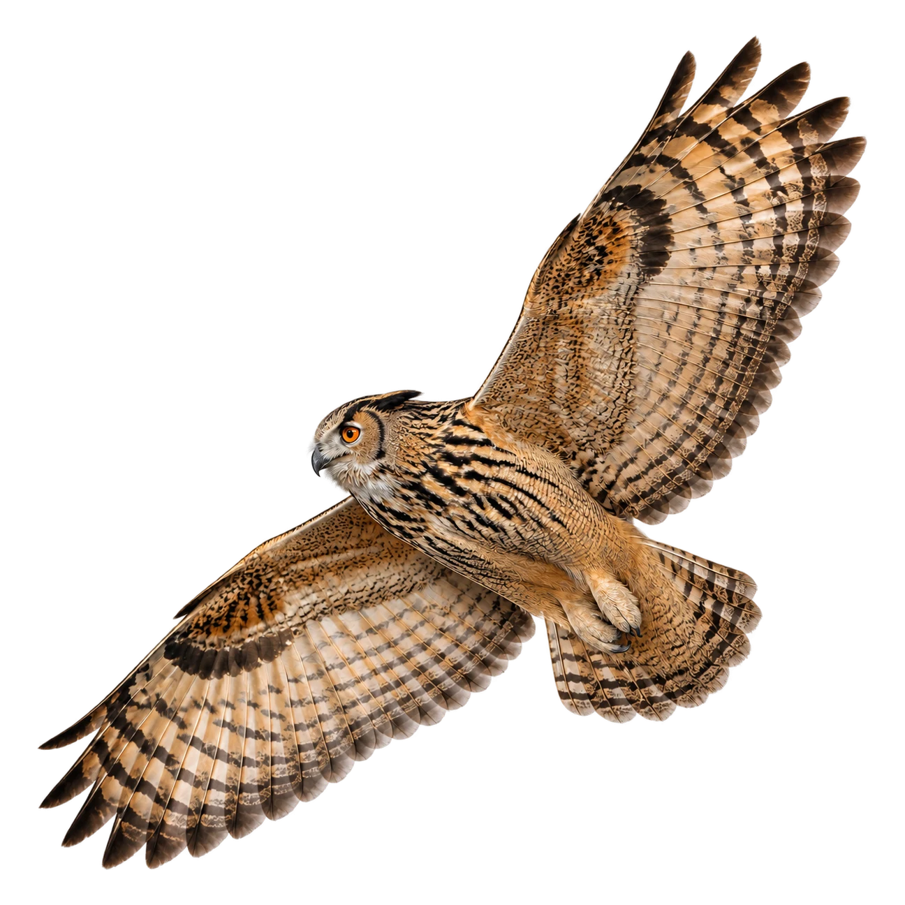 Eurasian Eagle-Owl – Adult