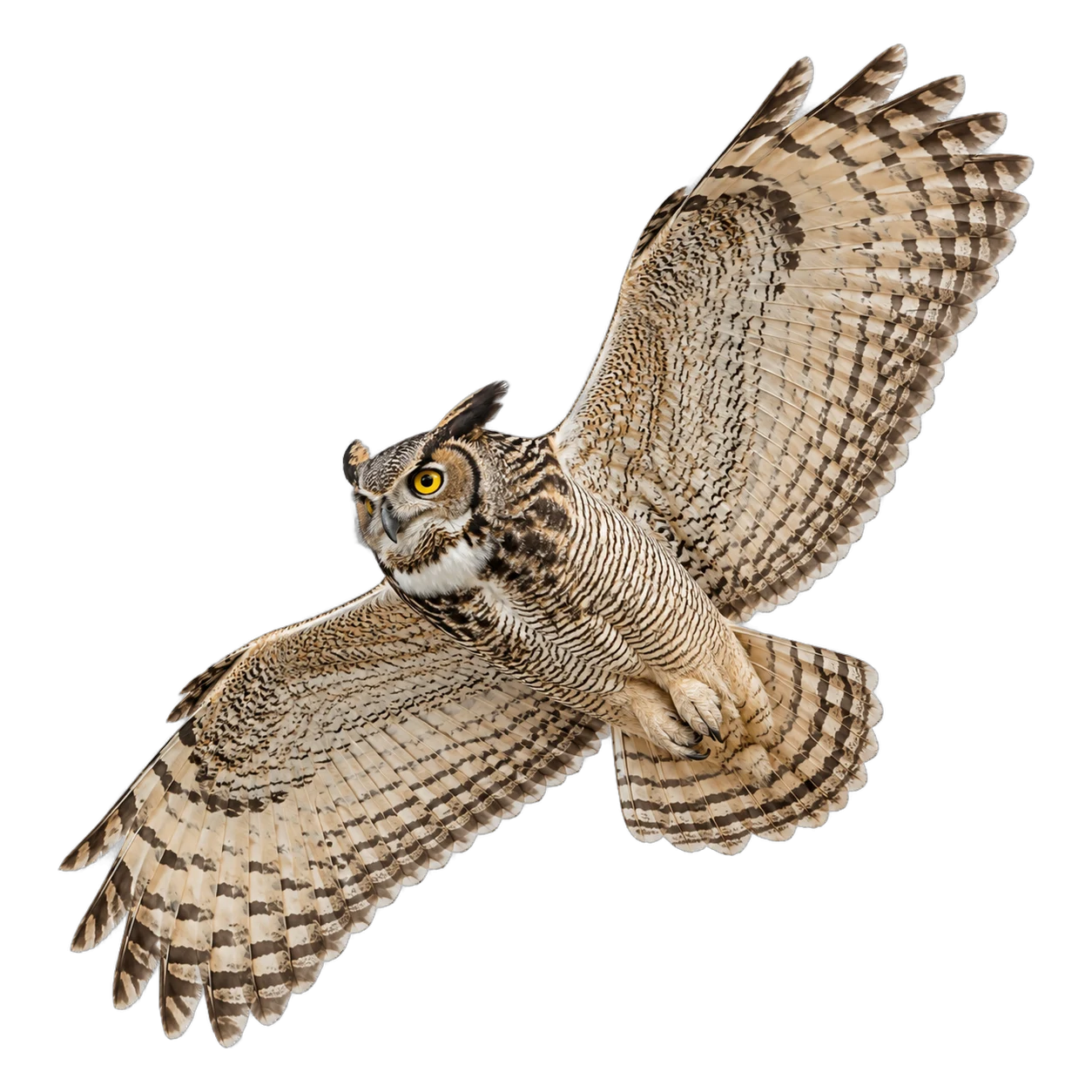 Great Horned Owl – Adult