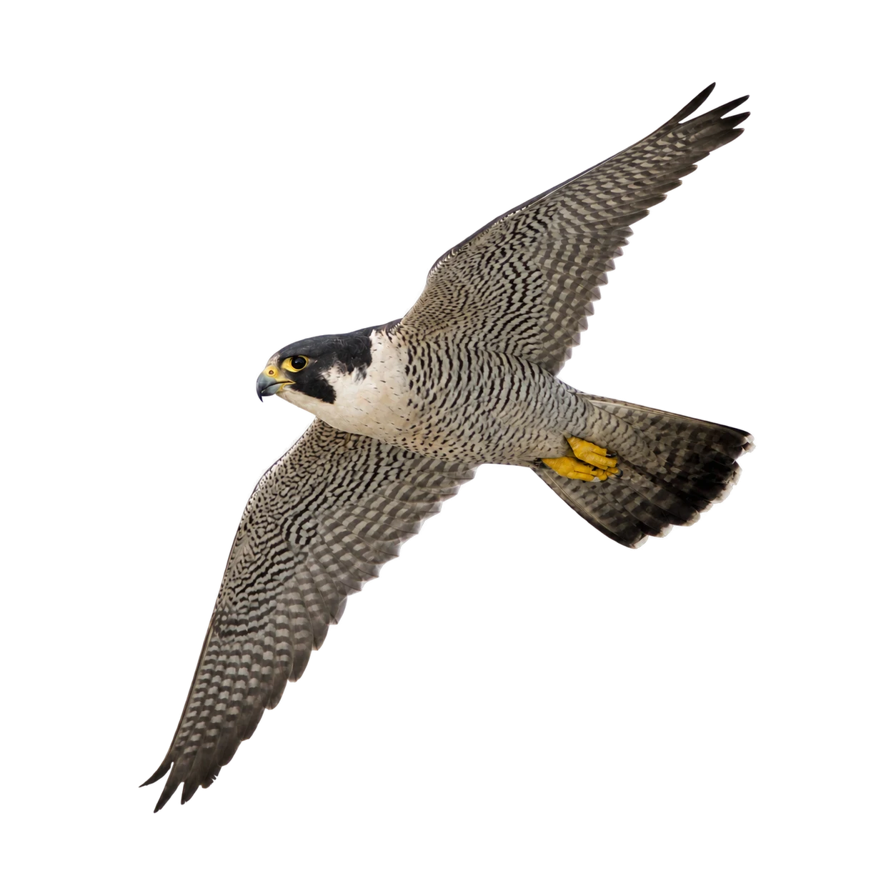 Peregrine Falcon – Adult