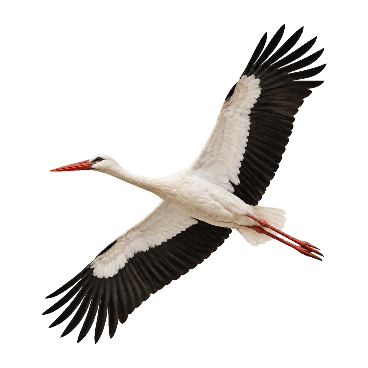 White Stork – Adult