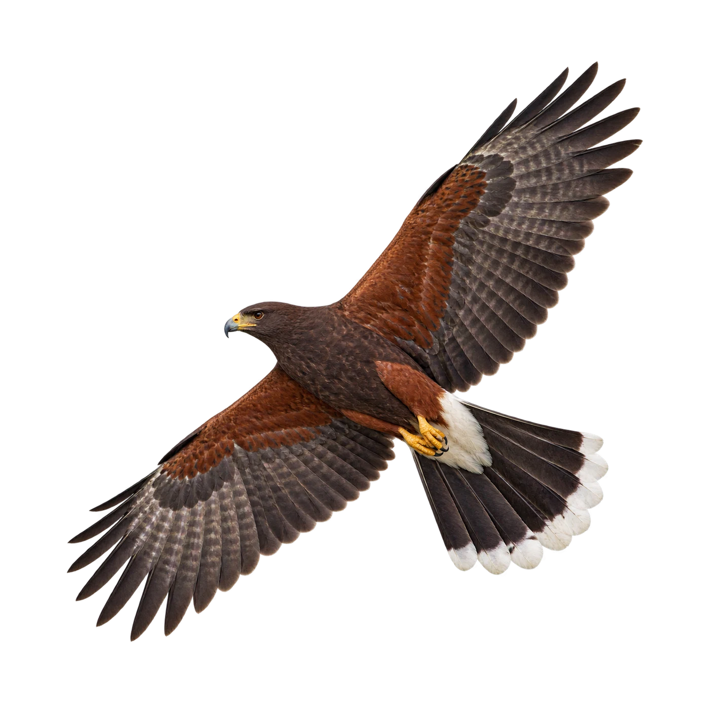 Harris's Hawk – Adult